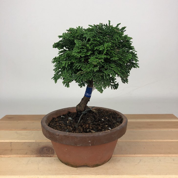 盆栽 桧 津山桧 樹高 約13cm つやまひのき Chamaecyparis obtusa ツヤマヒノキ ヒノキ科 常緑樹 観賞用 小品 現品 送料無料