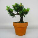 五葉松 百万石 ごようまつ Pinus parviflora ゴヨウマツ マツ科 常緑針葉樹 観賞用 盆栽 小品 現品【送料無料】
