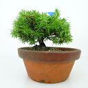 盆栽 杜松 としょう Juniperus rigida トショウ "ジン ” ヒノキ科 常緑針葉樹 観賞用 小品 現品 送料無料
