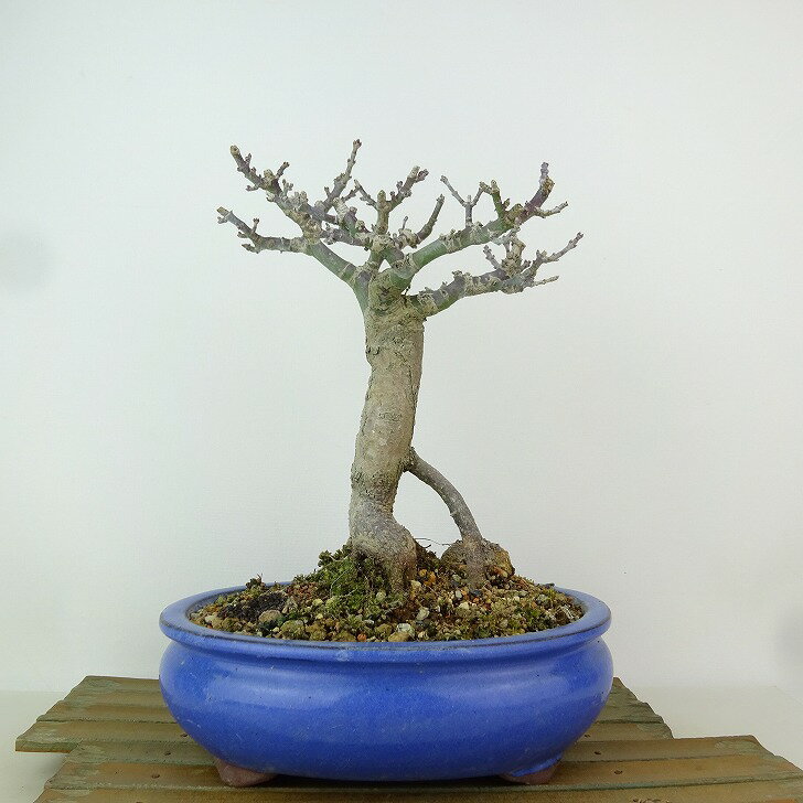 盆栽 紅葉 獅子頭 樹高 約22cm もみじ Acer palmatum モミジ シシガシラ カエデ科 落葉樹 観賞用 現品 送料無料
