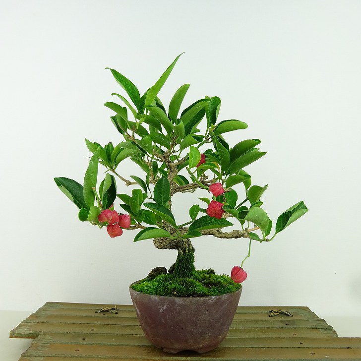 盆栽 真弓 樹高 約18cm まゆみ Euonymus sieboldianus マユミ 実物 赤 紅葉 ニシキギ科 落葉広葉樹 観賞用 小品 現品 送料無料