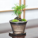 盆栽 松ぼっくりの盆栽 黒松 ミニ盆栽 卓上盆栽 松ぼっくり かわいい インテリア 趣味 ギフトプレゼント 贈り物 プチギフト 贈答品 贈答 ミニチュア盆栽 お祝い 誕生日 開店祝い 開店 オープン 引越 移転 新築 退職 長寿祝い 母の日 父の日 敬老の日