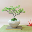白花長寿梅 若木【白花長寿梅 若木の盆栽 ギフト 盆栽 開店 お祝い 退職 ラッピング 母の日 父の日 敬老の日 誕生日】