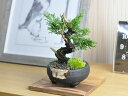 小品 真柏 松盆栽 鉢植え ミニ盆栽 ギフト 贈り物 おしゃれ モダン インテリア 小品盆栽 和盆栽