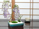 藤盆栽 藤とバラの寄植え 盆栽 藤 人気 花芽 ミニ盆栽 花見 四季 鉢植 お祝い プレゼント 鉢花 贈り物 サクラ
