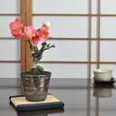紅白長寿梅 日月星 花盆栽 鉢植え 咲き分け ギフト 贈り物 おしゃれ モダン インテリア 鉢花 和盆栽