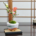 紅白長寿梅 長寿宝 花盆栽 鉢植え 咲き分け ギフト 贈り物 おしゃれ モダン インテリア 鉢花 和盆栽