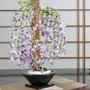 盆栽 藤 中サイズ あすか黒S 受け皿付き 藤盆栽 鉢植え 花盆栽 ギフト 贈り物 おしゃれ モダン インテリア 一才藤 鉢花