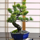 父の日 盆栽 高級 松 五葉松 中サイズ 6号 万古焼 【 至高 芸術 ミニ盆栽 bonsai ボンサイ 情景 父 趣味 松盆栽 インテリア 室内 飾る プレゼント メッセージ カード オリジナル 人気 シニア 大人 10000円以上】