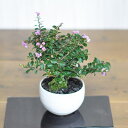盆栽 ミニサルスベリ ミニ盆栽 ミニ ミニサイズ かわいい 初心者 室内 鑑賞 卓上盆栽 夏に開花 花物盆栽 花もの 鉢植え 贈り物 ギフト プレゼント 贈答品 贈答 盆栽ギフト ギフト用盆栽 鉢植えギフト 誕生日 お祝い 祝い 開店 オープン