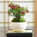 盆栽 ミニ盆栽 真珠の木 赤 ペルネチア モダン かわいい 初心者 室内 鑑賞 趣味 鉢植え 卓上盆栽 パールツリー ハッピーベリー 贈り物 ギフト プレゼント 贈答品 誕生日 お祝い 開店 オープン 移転 引越 新築 結婚 結婚記念日 退職 送別 昇進 内祝い