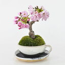 桜 盆栽 ミニ盆栽 ミニミニティーカップ 桜盆栽 ミニ桜 かわいい モダン 洋風 初心者 室内 鑑賞 卓上盆栽 誕生日 お祝い 退職 開店祝い 周年 結婚 卒業 入学 引越 新築 改装 移転 送別 昇進 長寿祝い 両親 夫婦 バレンタインデー ホワイトデー