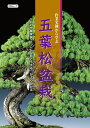 作業実例から学ぶ五葉松盆栽