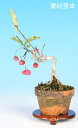 盆栽 苗 緋玉まゆみ bonsai 小品盆栽 ミニ盆栽