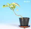 盆栽 苗 白実まゆみ bonsai 小品盆栽 ミニ盆栽