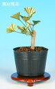 盆栽 苗 斑入りいちょう bonsai 小品盆栽 ミニ盆栽