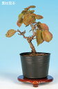 盆栽 苗 一才がまずみ bonsai 小品盆栽 ミニ盆栽
