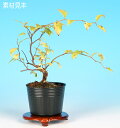 小葉枝垂れえごのき　雑木 花物 葉物 素材 苗木 盆栽 チシャノキ チサノキ エゴノキ