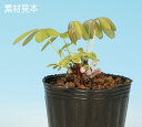 盆栽 苗 一才あけび bonsai 小品盆栽 ミニ盆栽