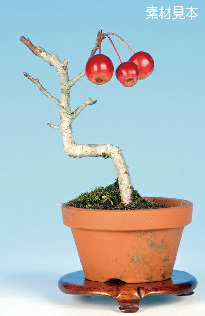 紅深山海棠...:bonsaisaito:10005017