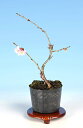 十月桜