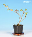 渡辺桜