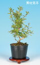 盆栽 苗 斑入いぼた bonsai 小品盆栽 ミニ盆栽