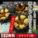 宮城県七ヶ浜産の獲れたて殻付きうに5個/送料無料!身入り保証!殻を開けた状態でお届け!父の日、お中元に!【市場直送】 ウニ