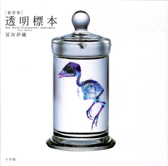 ［新世界］透明標本 New World Transparent Specimen [ 冨田 伊織 ]