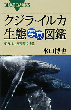 クジラ・イルカ生態写真図鑑