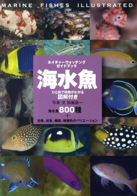 海水魚【送料無料】