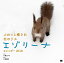 ふわっと癒され北のリス エゾリーナ カレンダー 2018 1,620円