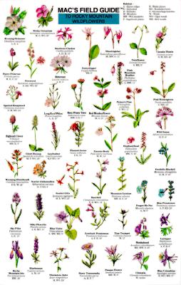 Mac's Field Guide to Rocky Mountain Wildflowers