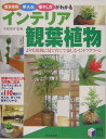 インテリア観葉植物
