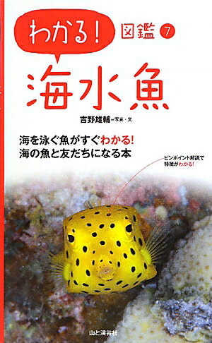 海水魚【送料無料】