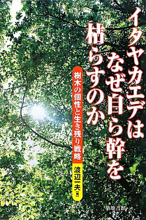 イタヤカエデはなぜ自ら幹を枯らすのか