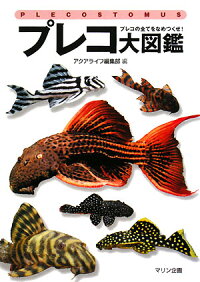 水槽,メダカの飼育日記,緋めだか,アクアリウム,アマゾンソード,観賞魚,プレコ,シンガポールプレコ,ヤマトヌマエビ,ヤマトシュリンプ,メダカの飼い方,産卵,通販,購入,販売