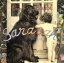 【中古】 Saravah(サラヴァ)〜白い恋人達 /ピエール・バルー 【中古】afb 715円