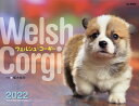 カレンダー ’22 ウェルシュ・コーギー/植木裕幸【3000円以上送料無料】