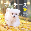 カレンダー ’23 マルチーズ/蜂巣/香【3000円以上送料無料】
