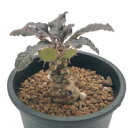 「多肉植物」ドルステニア・フォエチダ Moraceae Dorstenia foetida (塊根植物 コーデックス CAUDEX)