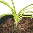 「球根植物」アルブカ・フミリス Albuca humilis