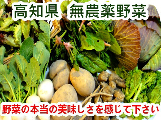 7月18日（水）出荷四国・高知県 旬の無農薬野菜セット「西岡農園」6〜7品目【送料無料】西日本の農家直送、顔の見える産直野菜箱の宅配!有機野菜セット・九州産・有機屋 外志向の方に自然農法・自然栽培/楽天