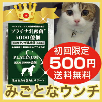 【初回限定500円ご家族様2コまで】（犬、猫用乳酸菌）体力低下・おなかの健康・被毛向上に！プラチナ乳酸菌5000億個 (初回限定お試し5包）【ペット用乳酸菌】【猫 便秘】【犬 便秘】【免疫】【夏バテ 食欲不振】【SBZcou1208】10P123Aug12