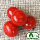 [有機栽培] ミニトマト (150g) オーガニック 有機 国産 とまと プチトマト サラダ ジュース 秀品 A品