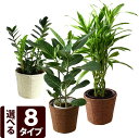【送料無料 観葉植物 おしゃれ】選べる8種類♪観葉植物6号【6号鉢 選べる2色カゴ付き インテリア グリーン ドラセナ サンデリアーナ ジェレ フィカス ベンガレンシス ザミオクルカス 誕生日プレゼント ギフト お祝い 開店祝い 新築祝い】