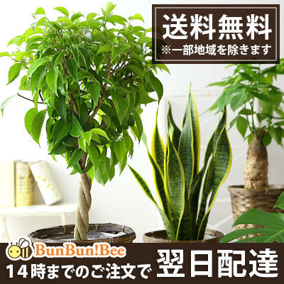 【送料無料 インテリア 観葉植物】選べる♪観葉植物6号鉢【カゴ付き 受け皿付き】【サンセベ…...:bunbunbee:10001657