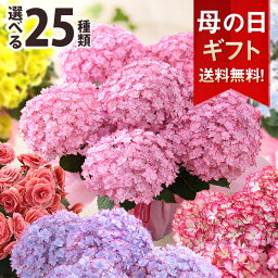 母の日 プレゼント 花 ギフト 花鉢 <strong>鉢花</strong> アジサイ アレンジ アレンジメント 花束 ベゴニア バラ ユリ カーネーション 送料無料 ははの日 イベントギフトC 2024 BunBun!Bee