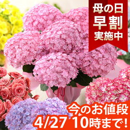 【早割実施中！】母の日 プレゼント <strong>花</strong> ギフト <strong>花</strong><strong>鉢</strong> <strong>鉢</strong><strong>花</strong> アジサイ アレンジ アレンジメント <strong>花</strong>束 ベゴニア バラ ユリ カーネーション 送料無料 ははの日 イベントギフトC 2024 BunBun!Bee