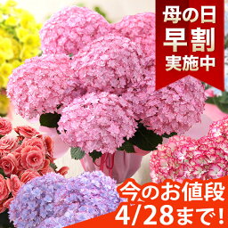 【早割実施中！】母の日 プレゼント 花 ギフト 花鉢 鉢花 アジサイ アレンジ アレンジメント <strong>花束</strong> ベゴニア バラ ユリ カーネーション 送料無料 ははの日 イベントギフトC 2024 BunBun!Bee